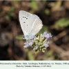 polyommatus damonides nusnus male 1